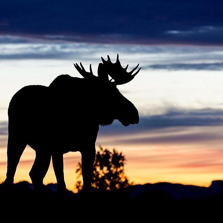 Wildlife Panorama Lofoten Bostad エクステリア 写真