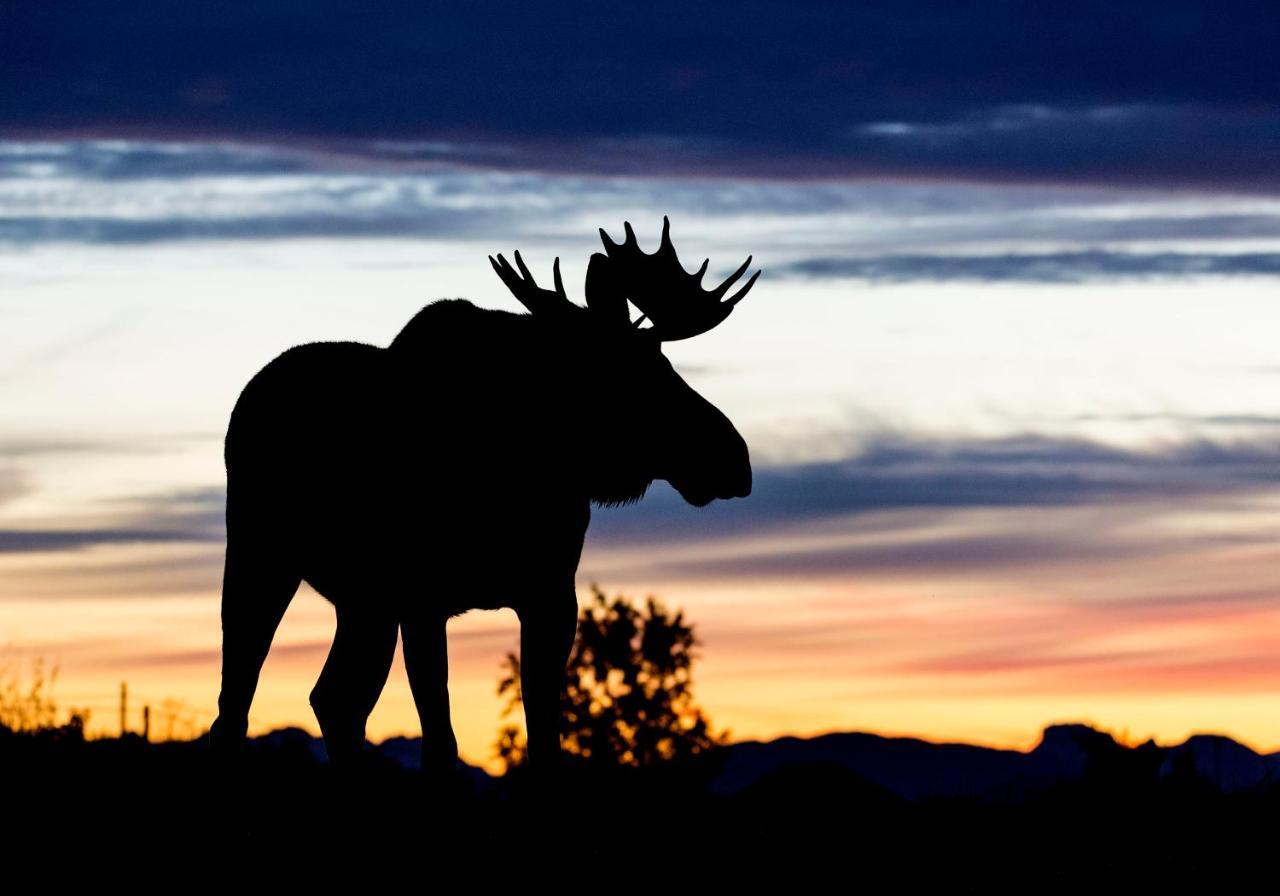 Wildlife Panorama Lofoten Bostad エクステリア 写真