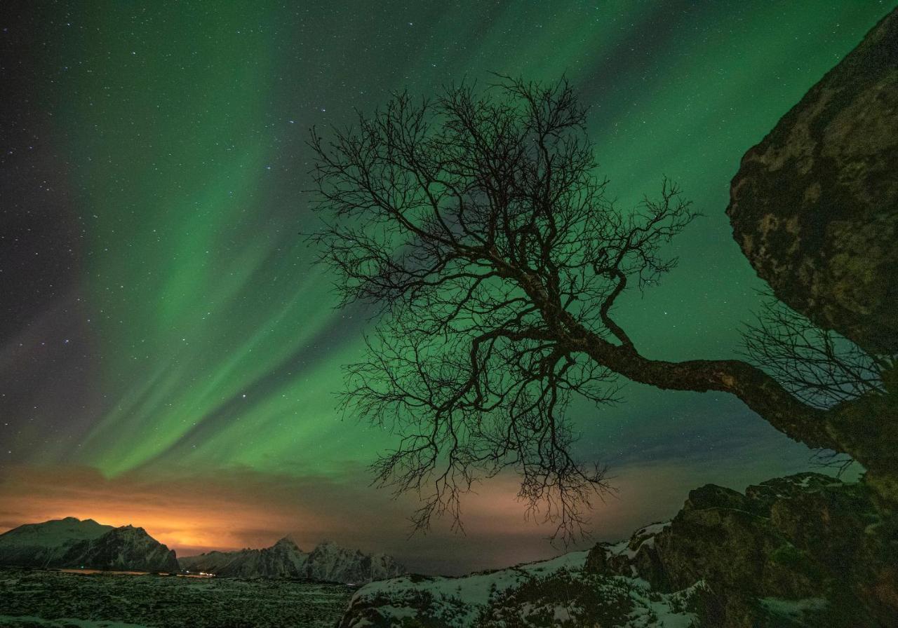 Wildlife Panorama Lofoten Bostad エクステリア 写真